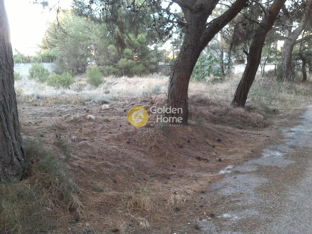 Αγροτεμάχιο στην Μεγάλα Σχοινία Α, Αχαρνές — Φωτογραφία 3 από 5