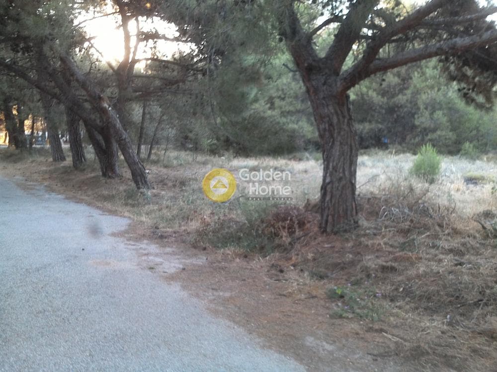 Αγροτεμάχιο στην Μεγάλα Σχοινία Α, Αχαρνές — Φωτογραφία 1 από 5