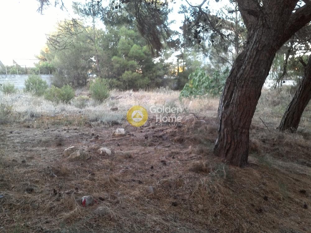 Αγροτεμάχιο στην Μεγάλα Σχοινία Α, Αχαρνές — Φωτογραφία 4 από 5