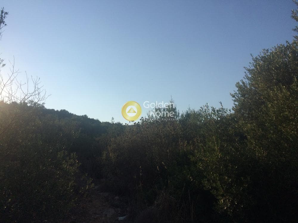Αγροτεμάχιο στην Αγία Μαρίνα, Κορωπί — Φωτογραφία 3 από 5
