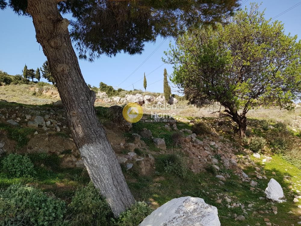 Parcel in Venio Daskaleiou, Keratea — Photo 7 of 9