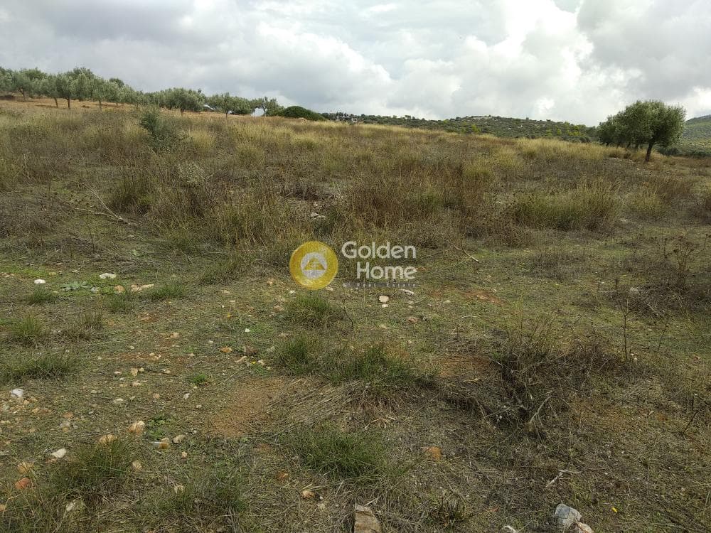 Parcel in Sinterina, Anavissos — Photo 10 of 17