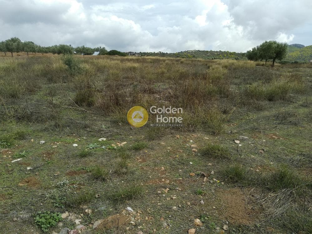 Parcel in Sinterina, Anavissos — Photo 12 of 17