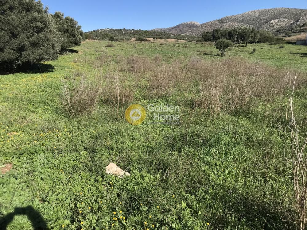 Parcel in Sinterina, Anavissos — Photo 2 of 17