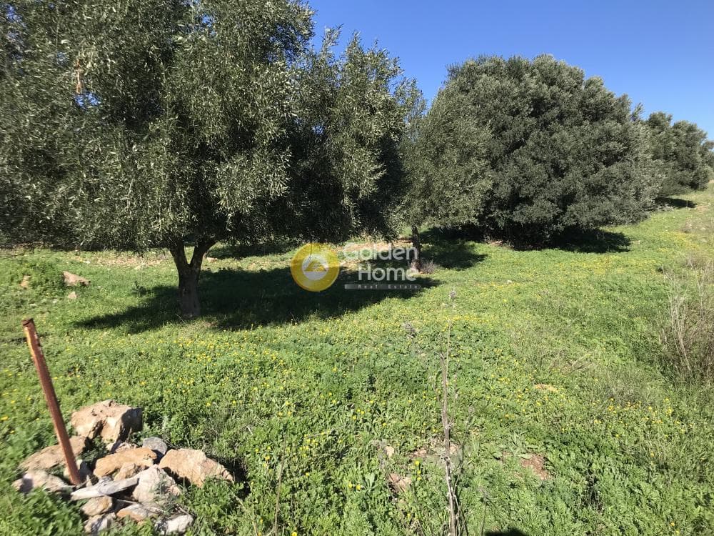 Parcel in Sinterina, Anavissos — Photo 3 of 17