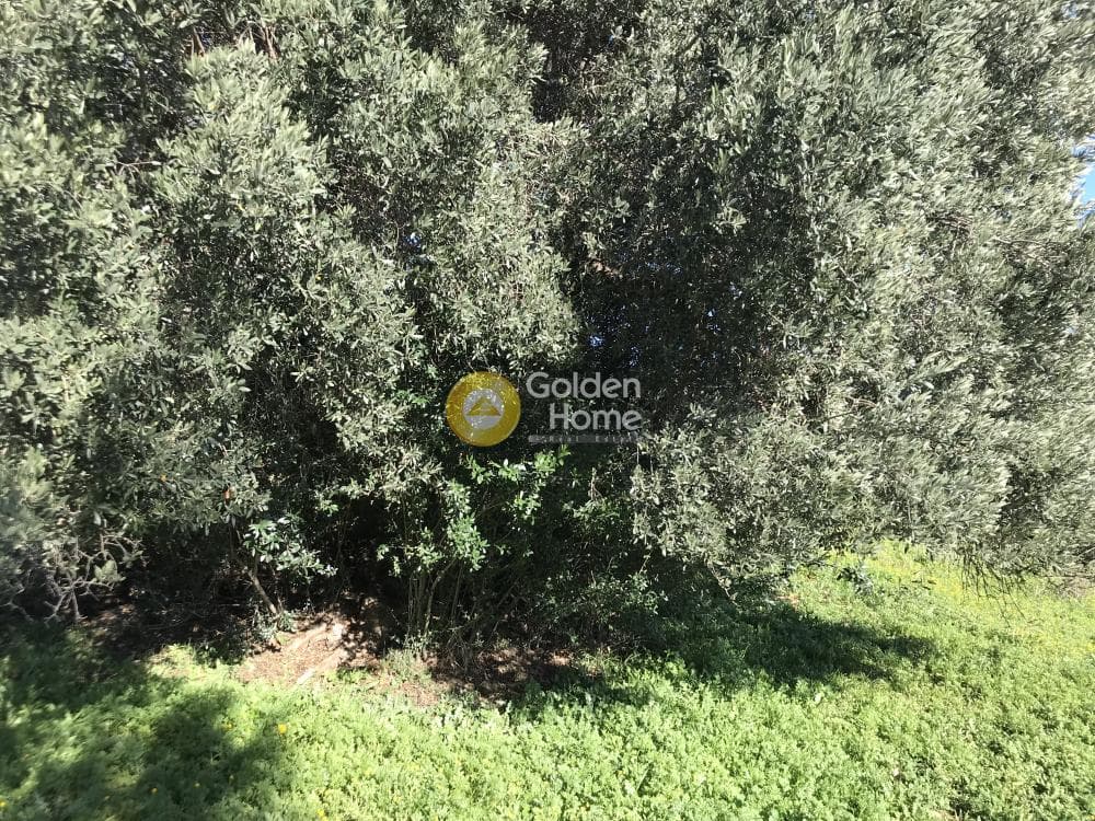 Parcel in Sinterina, Anavissos — Photo 9 of 17