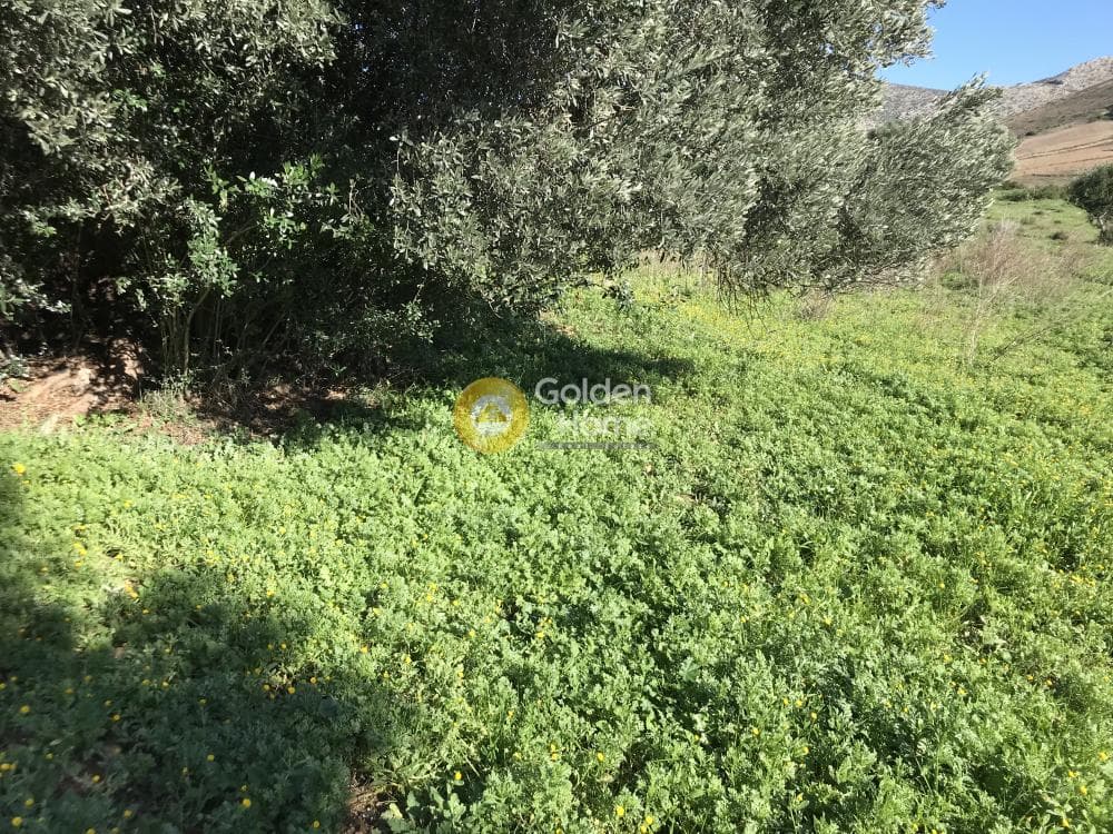 Parcel in Sinterina, Anavissos — Photo 7 of 17