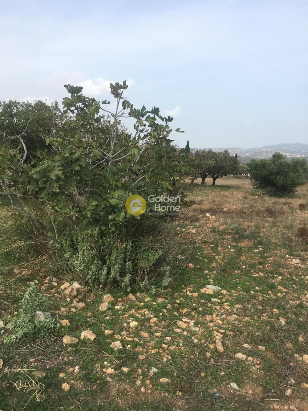 Building Plot in Venio Daskaleiou, Keratea — Photo 4 of 4