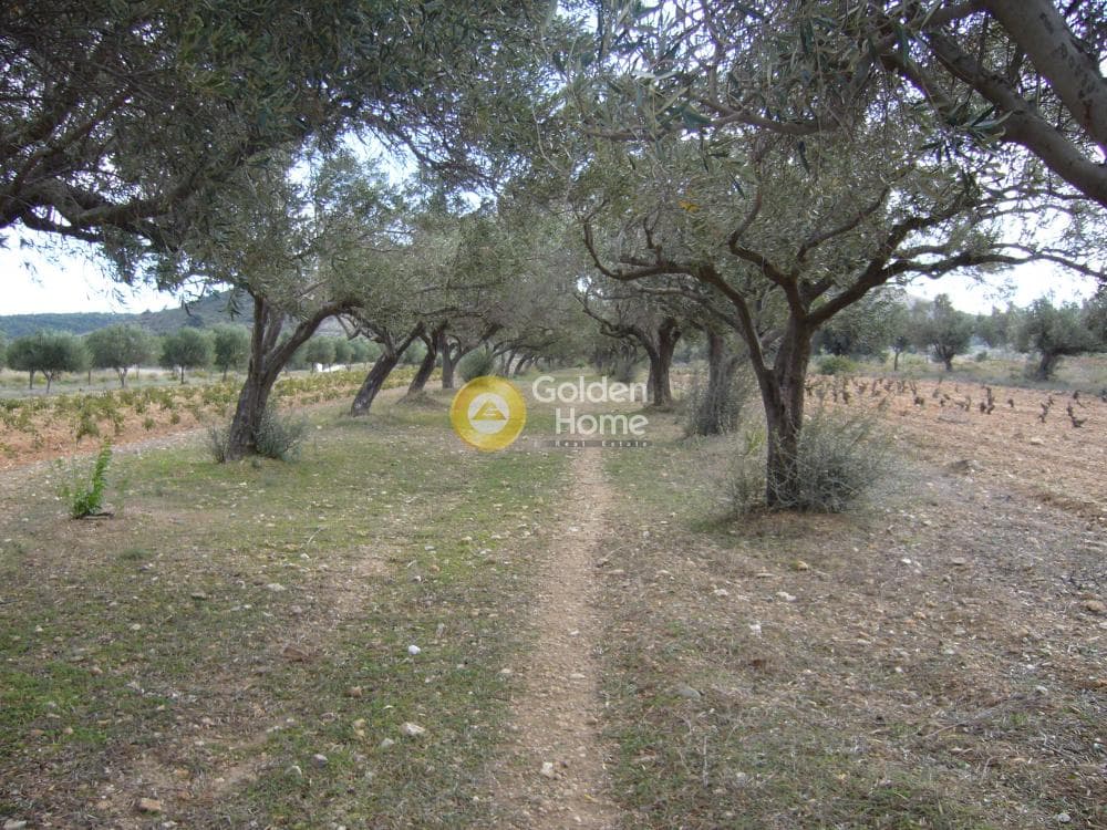 Parcel in Manoutso, Keratea — Photo 10 of 12