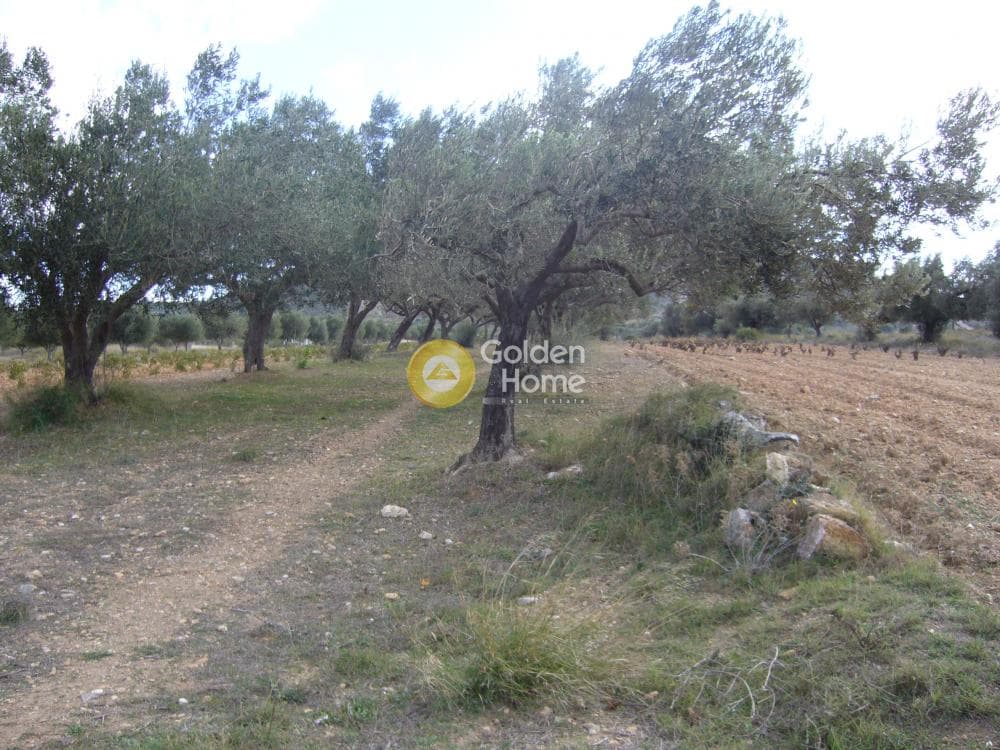 Parcel in Manoutso, Keratea — Photo 11 of 12