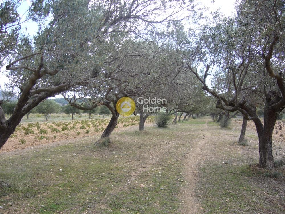 Parcel in Manoutso, Keratea — Photo 12 of 12