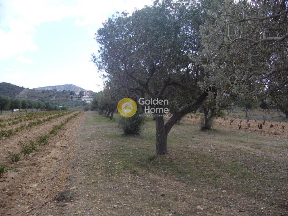 Parcel in Manoutso, Keratea — Photo 8 of 12