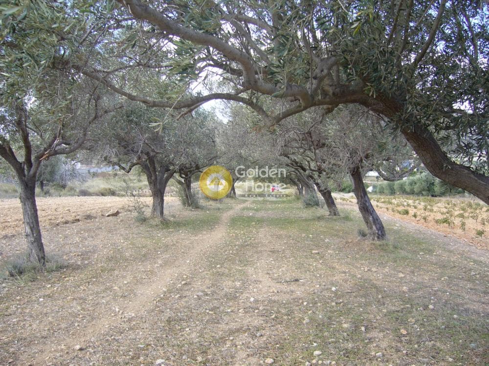 Parcel in Manoutso, Keratea — Photo 2 of 12