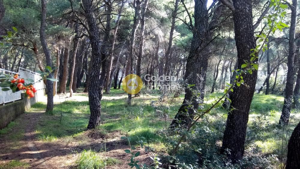 Building Plot in Megala Sxoinia A, Acharnes — Photo 13 of 17