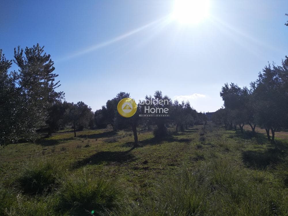 Αγροτεμάχιο στην Καρελλάς, Παιανία — Φωτογραφία 2 από 13