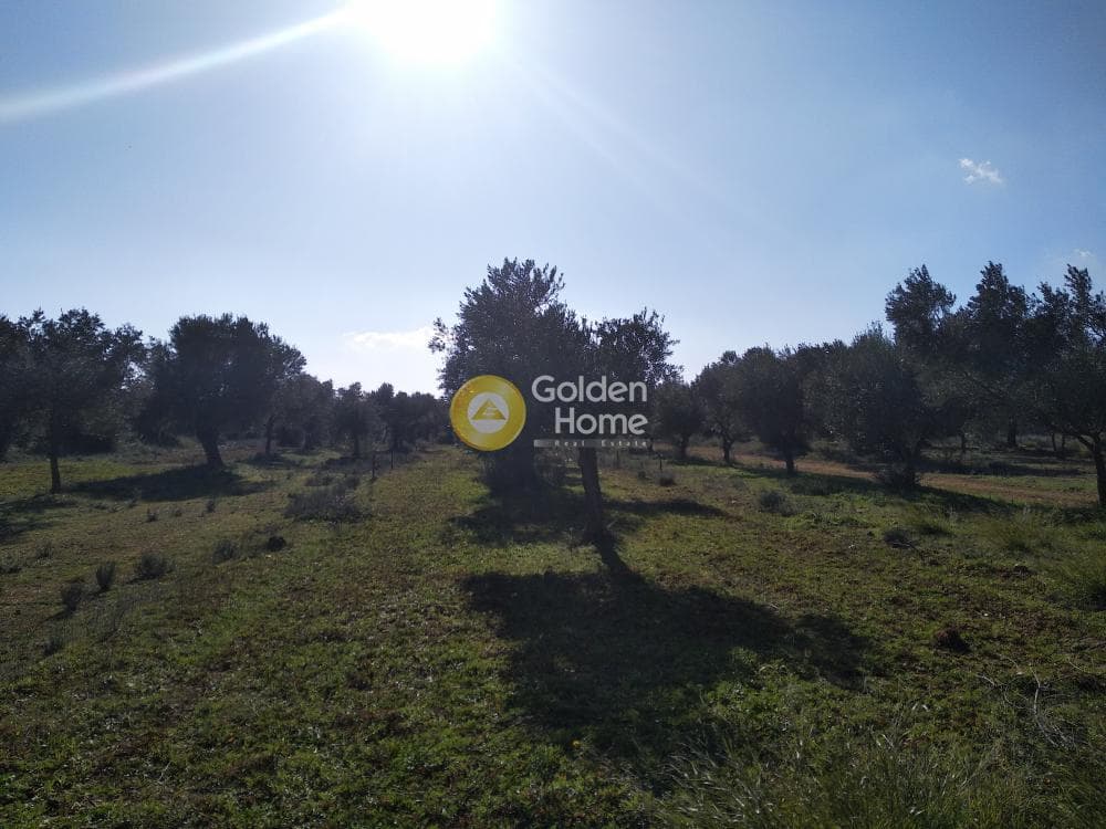 Αγροτεμάχιο στην Καρελλάς, Παιανία — Φωτογραφία 3 από 13