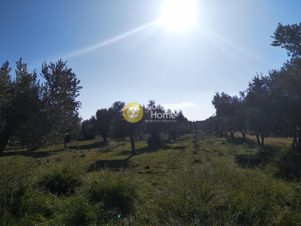 Αγροτεμάχιο στην Καρελλάς, Παιανία — Φωτογραφία 4 από 13