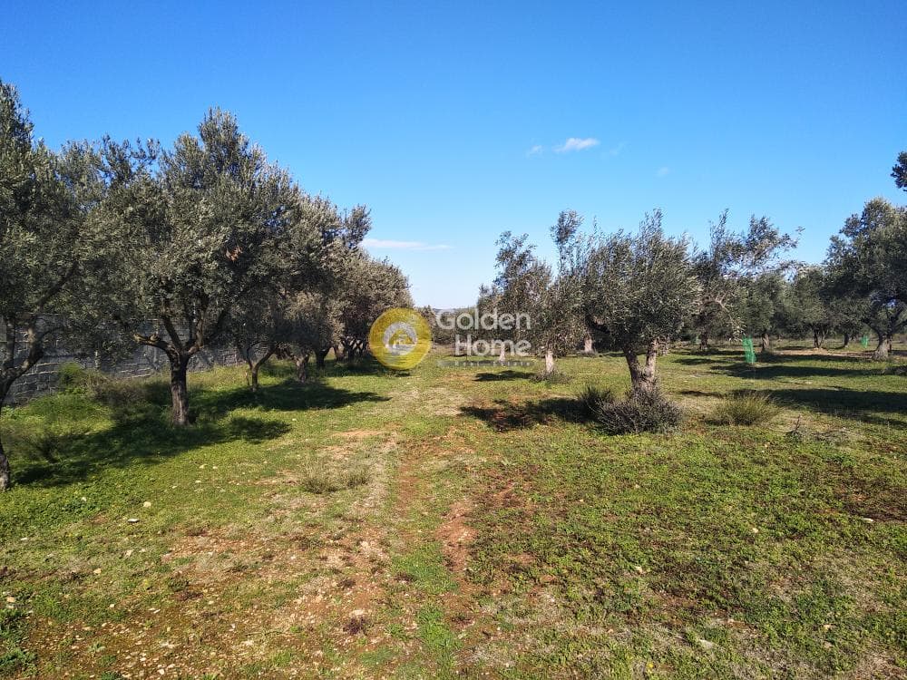 Αγροτεμάχιο στην Καρελλάς, Παιανία — Φωτογραφία 6 από 13