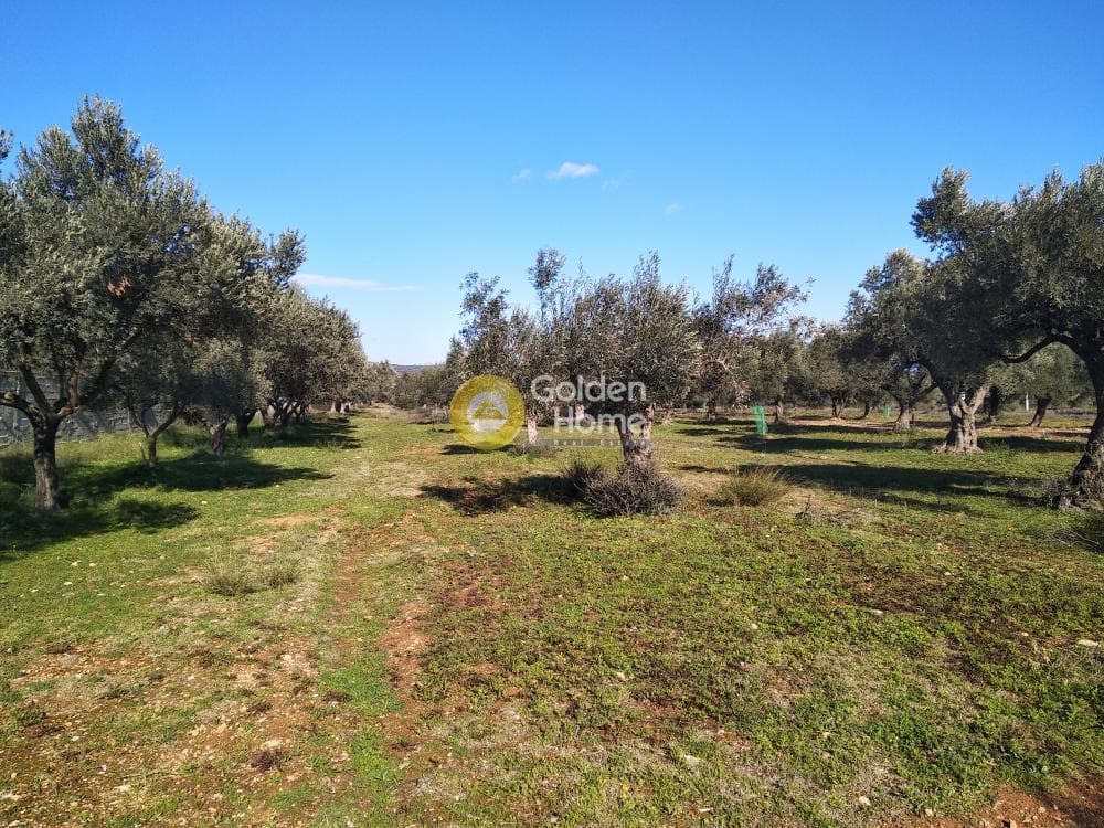 Αγροτεμάχιο στην Καρελλάς, Παιανία — Φωτογραφία 7 από 13