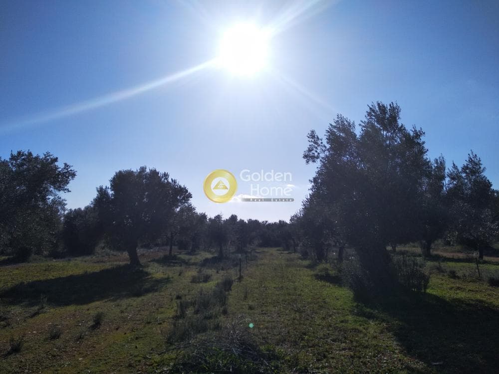 Αγροτεμάχιο στην Καρελλάς, Παιανία — Φωτογραφία 8 από 13