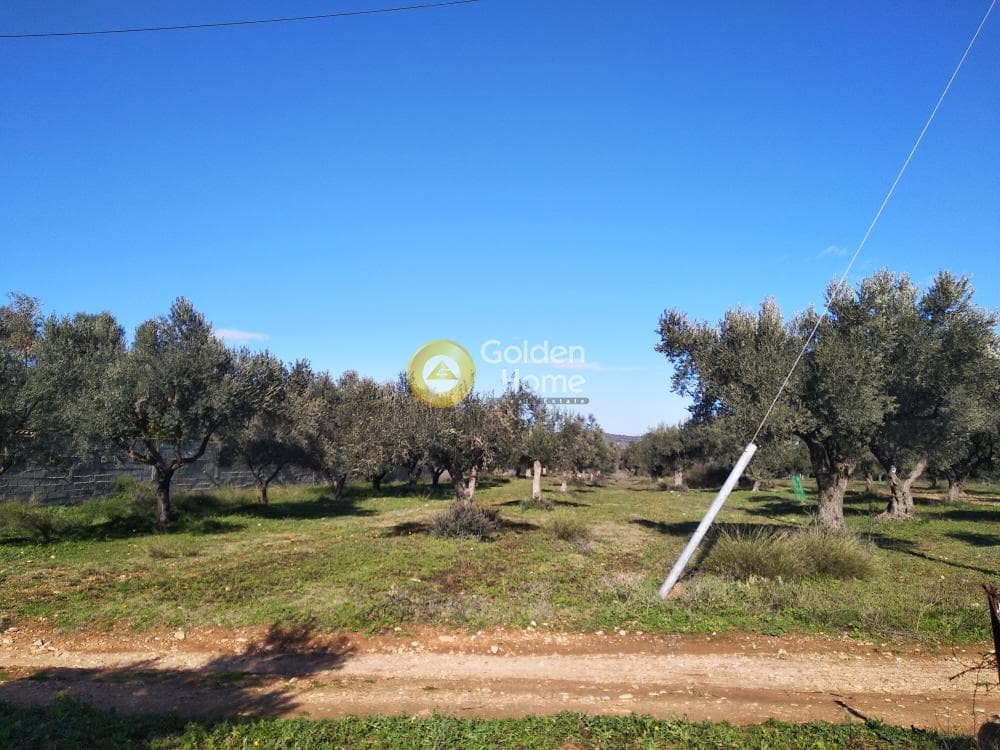 Αγροτεμάχιο στην Καρελλάς, Παιανία — Φωτογραφία 9 από 13