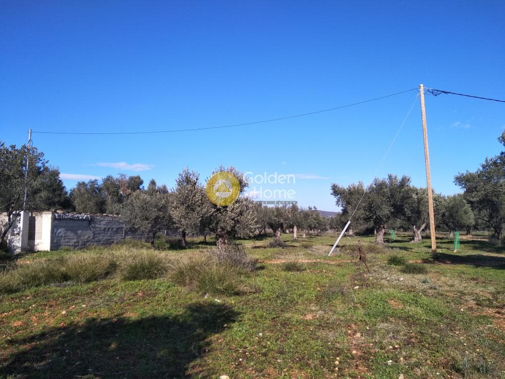 Αγροτεμάχιο στην Καρελλάς, Παιανία — Φωτογραφία 10 από 13