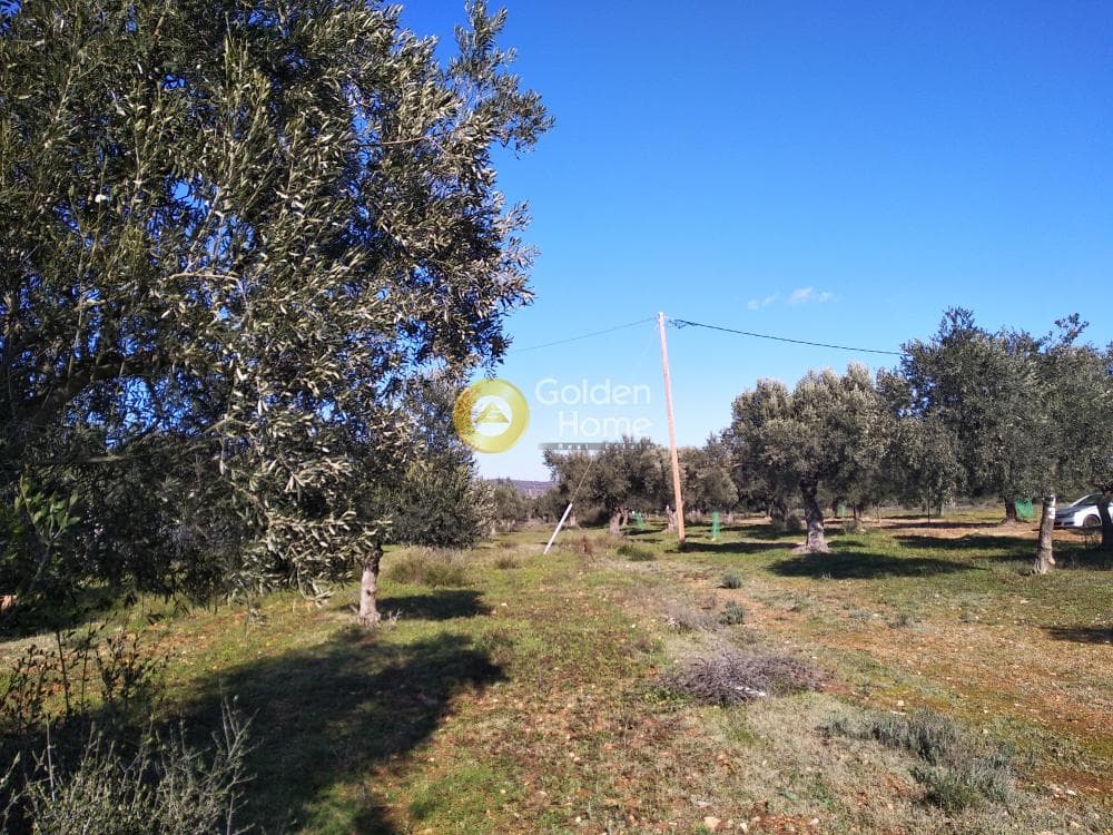 Αγροτεμάχιο στην Καρελλάς, Παιανία — Φωτογραφία 11 από 13