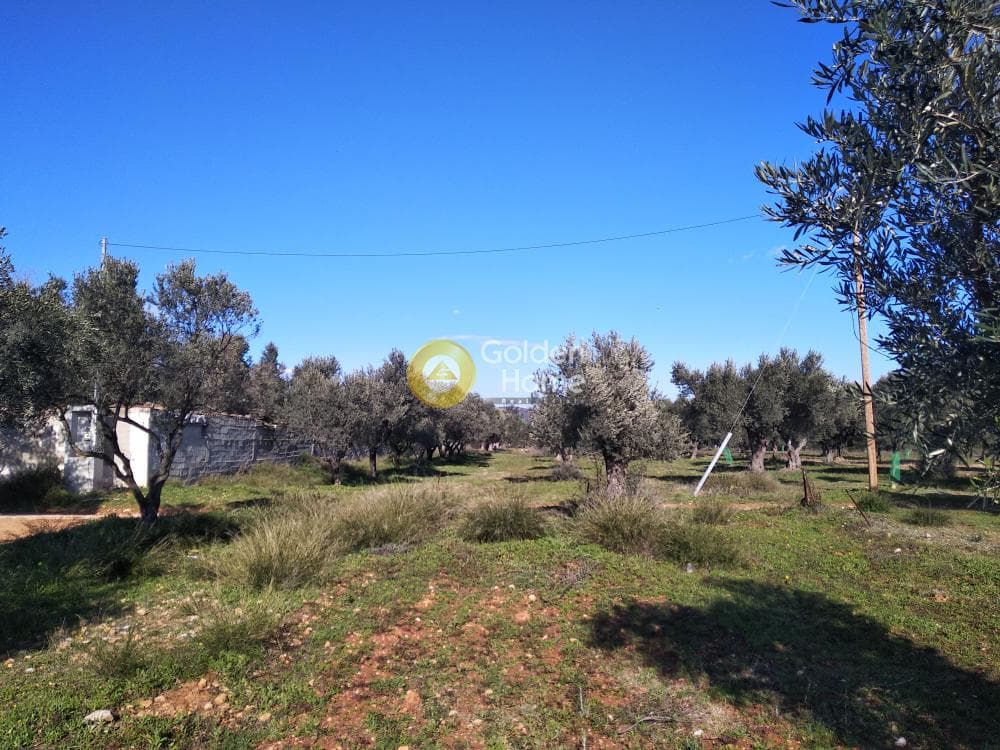 Αγροτεμάχιο στην Καρελλάς, Παιανία — Φωτογραφία 12 από 13