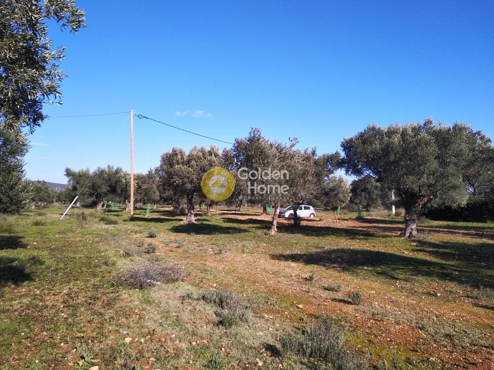 Αγροτεμάχιο στην Καρελλάς, Παιανία — Φωτογραφία 13 από 13