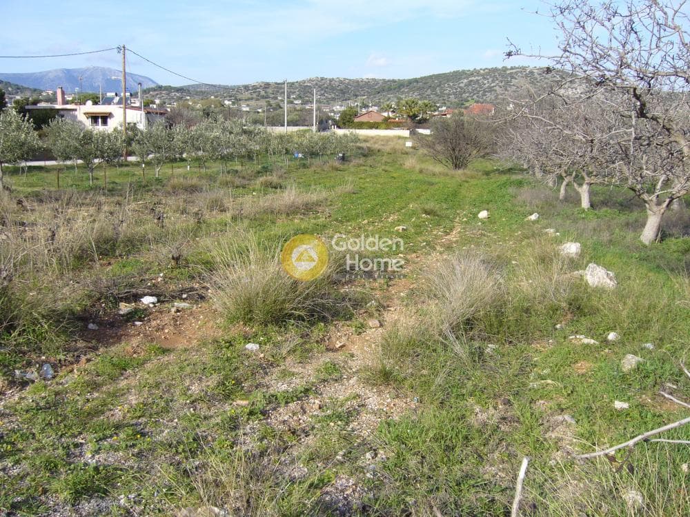 Αγροτεμάχιο στην Λαμπρικά, Κορωπί — Φωτογραφία 6 από 7