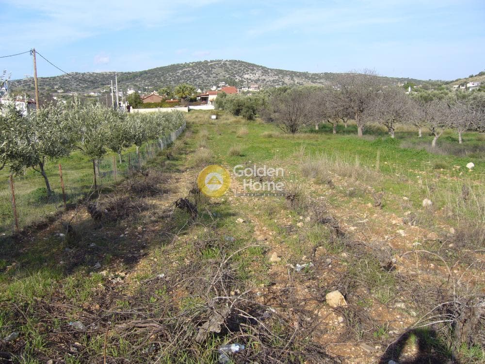 Αγροτεμάχιο στην Λαμπρικά, Κορωπί — Φωτογραφία 4 από 7