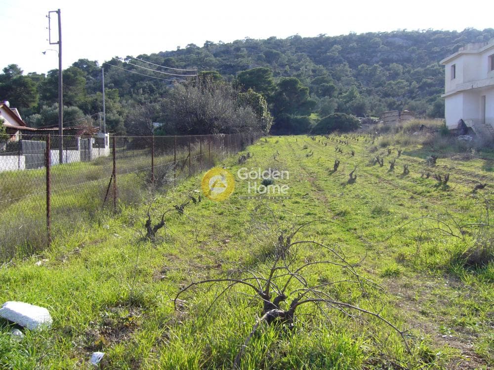 Αγροτεμάχιο στην Λαμπρικά, Κορωπί — Φωτογραφία 1 από 7