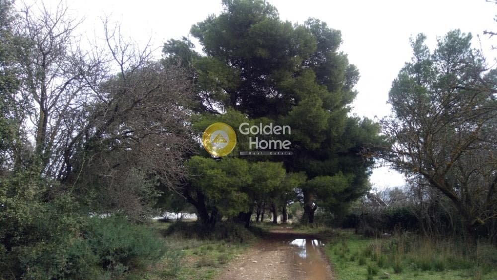Αγροτεμάχιο στην Μεγάλα Σχοινία Α, Αχαρνές — Φωτογραφία 10 από 11