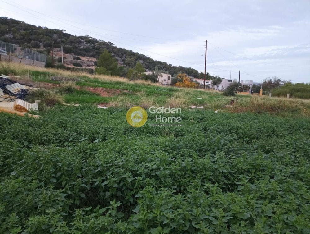 Parcel in Kaki Vigla, Salamina — Photo 3 of 3