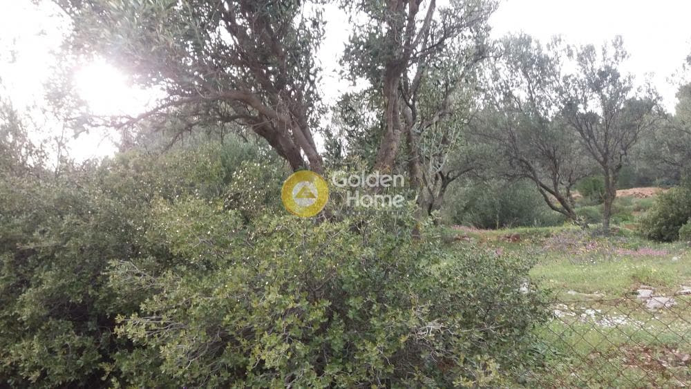 Αγροτεμάχιο στην Κέντρο, Πεντέλη — Φωτογραφία 2 από 13