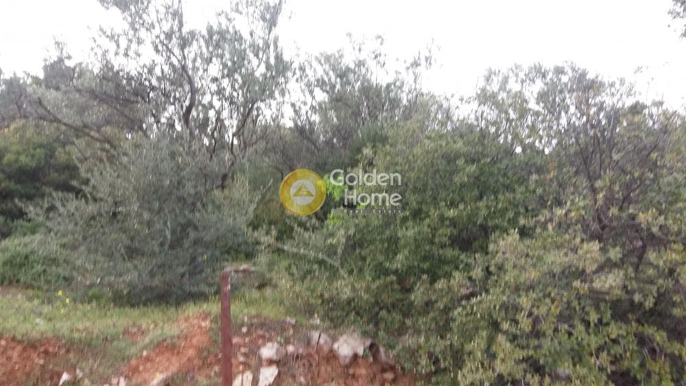 Αγροτεμάχιο στην Κέντρο, Πεντέλη — Φωτογραφία 4 από 13