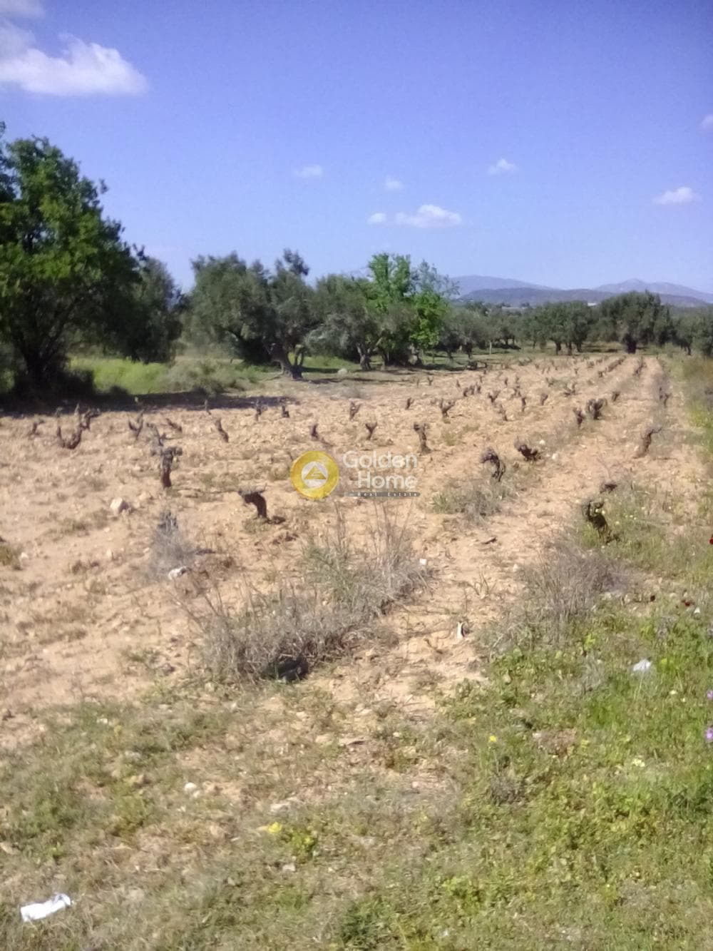 Αγροτεμάχιο στην Κέντρο, Κορωπί — Φωτογραφία 7 από 11