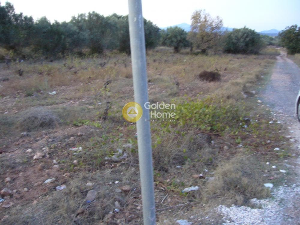 Αγροτεμάχιο στην Κέντρο, Κορωπί — Φωτογραφία 8 από 11