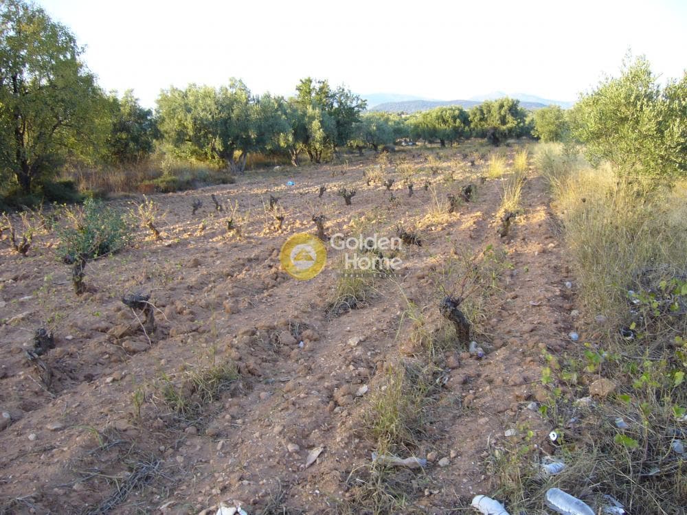 Αγροτεμάχιο στην Κέντρο, Κορωπί — Φωτογραφία 6 από 11