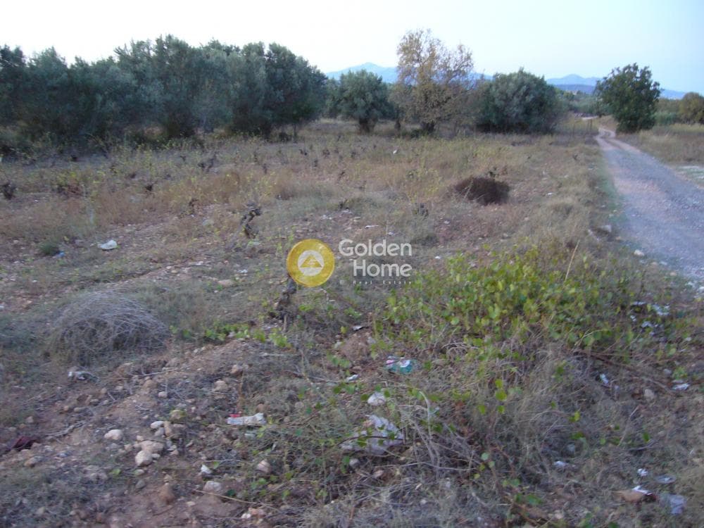 Αγροτεμάχιο στην Κέντρο, Κορωπί — Φωτογραφία 5 από 11