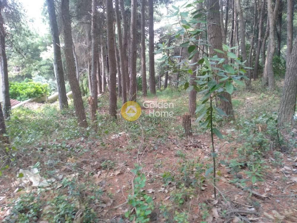 Building Plot in Megala Sxoinia A, Acharnes — Photo 3 of 3