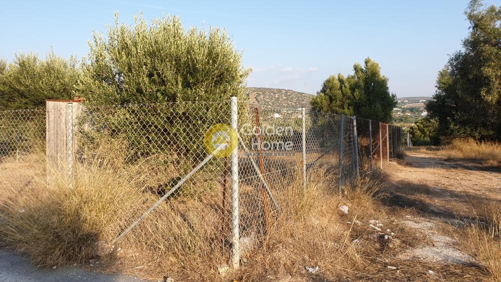 Parcel in Lamprika, Koropi — Photo 5 of 7