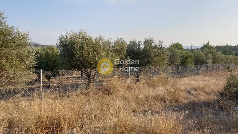 Parcel in Lamprika, Koropi — Photo 3 of 5