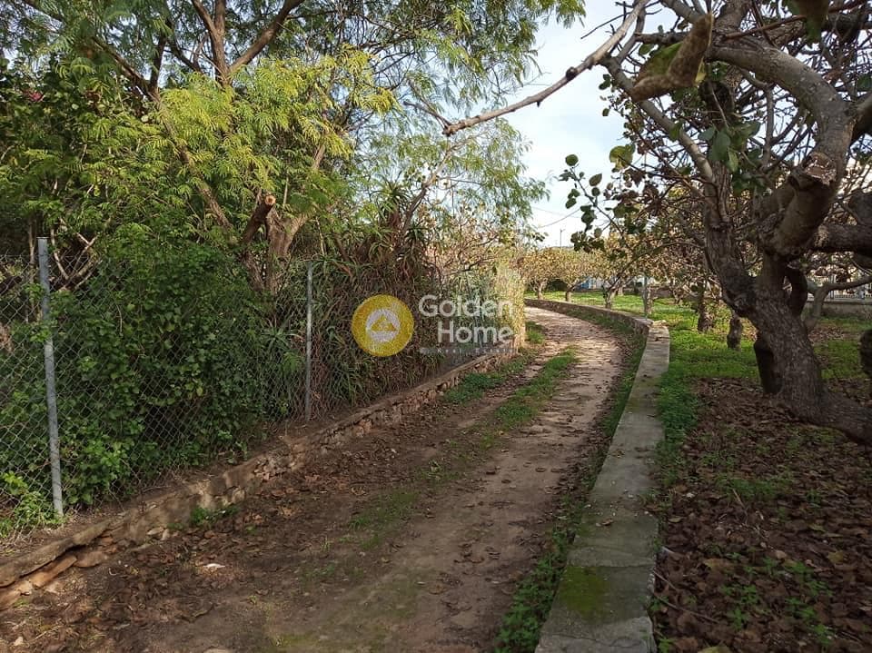 Building Plot in Kipseli, Aegina — Photo 6 of 14