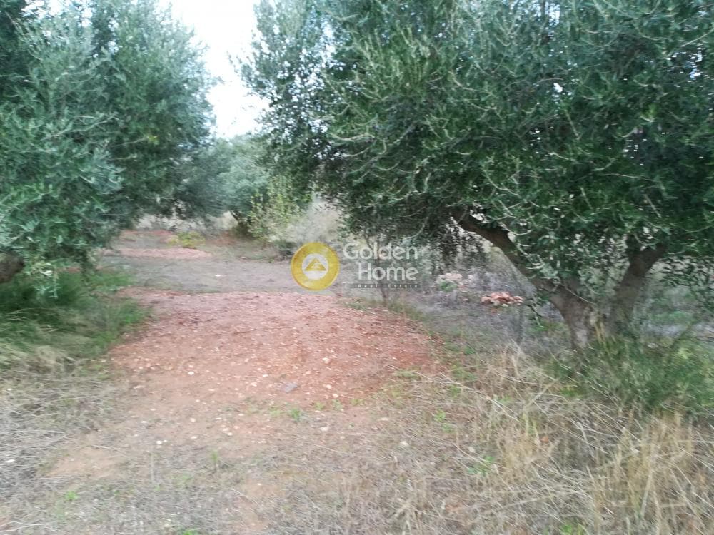 Parcel in Lamprika, Koropi — Photo 1 of 5