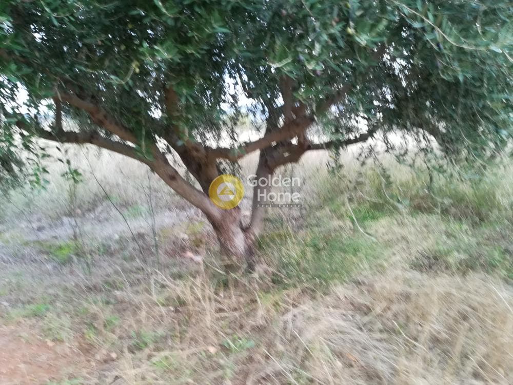Parcel in Lamprika, Koropi — Photo 2 of 5