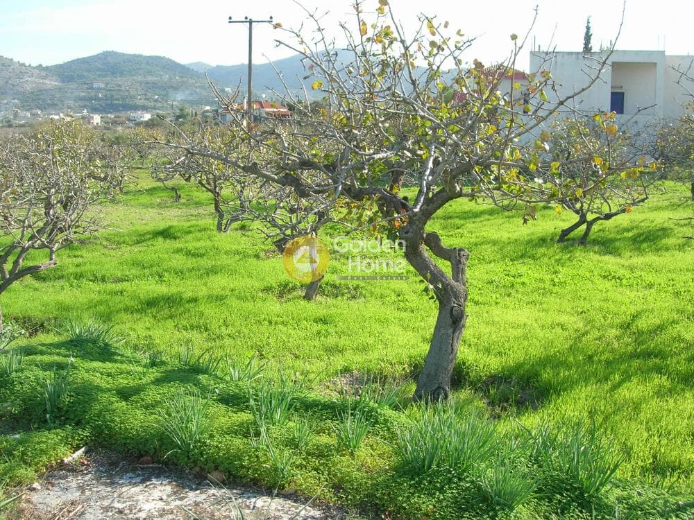 Οικόπεδο στην Κυψέλη, Αίγινα — Φωτογραφία 3 από 10