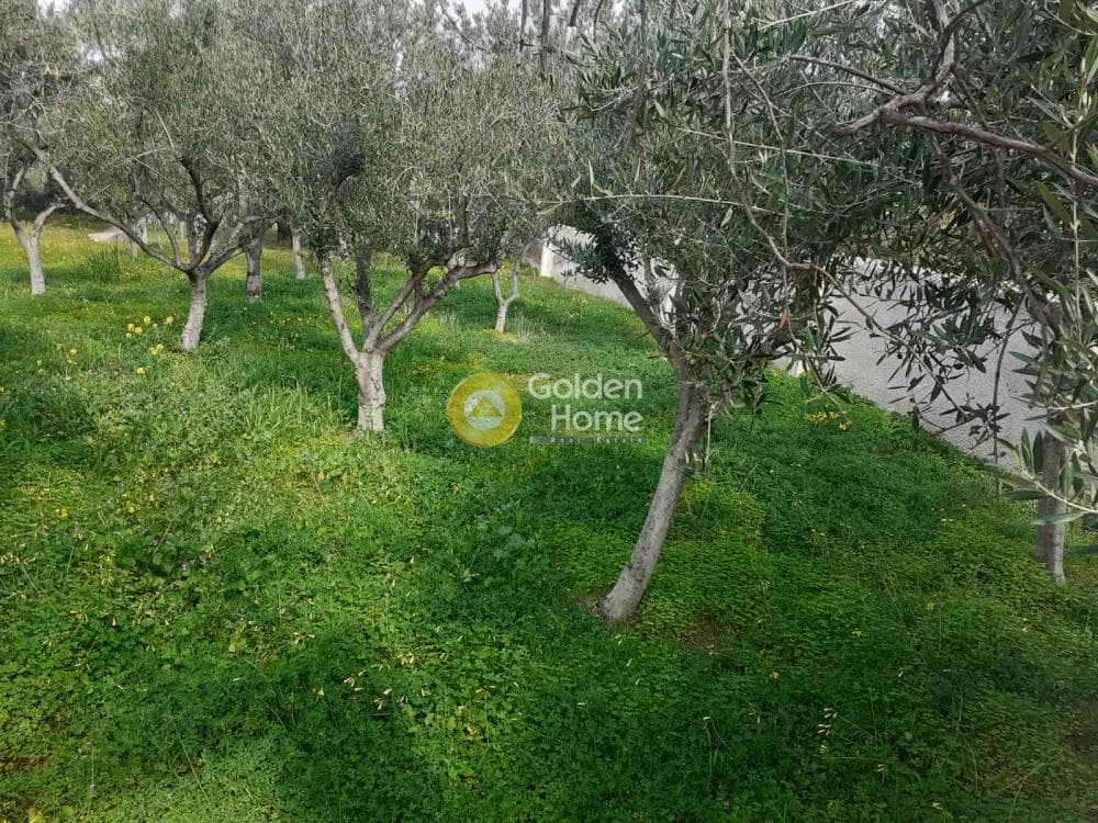 Building Plot in Therma, Aegina — Photo 18 of 33