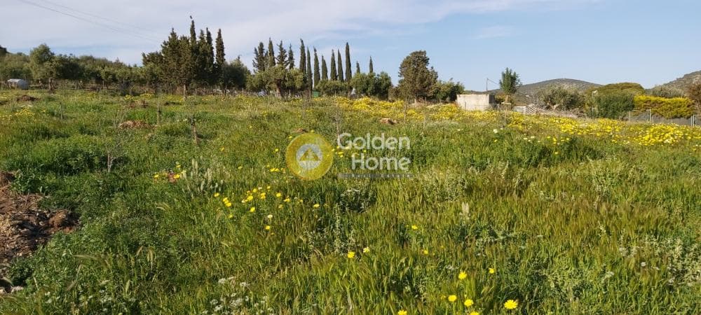 Αγροτεμάχιο στην Άνω Σούλι, Γραμματικό — Φωτογραφία 2 από 14