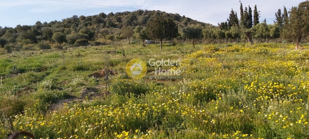 Αγροτεμάχιο στην Άνω Σούλι, Γραμματικό — Φωτογραφία 5 από 14